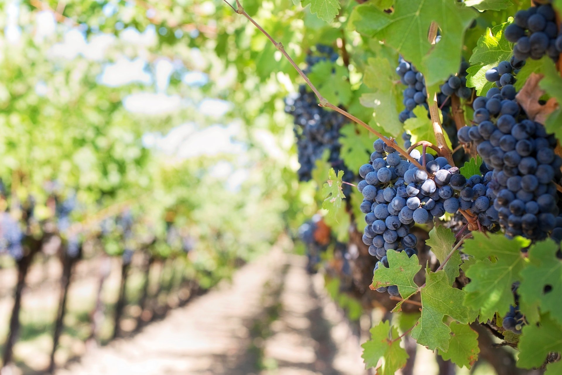 Grapes on vine